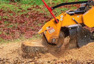 Tree Stump Grinding Costs — Cost of Tree Stump Grinding