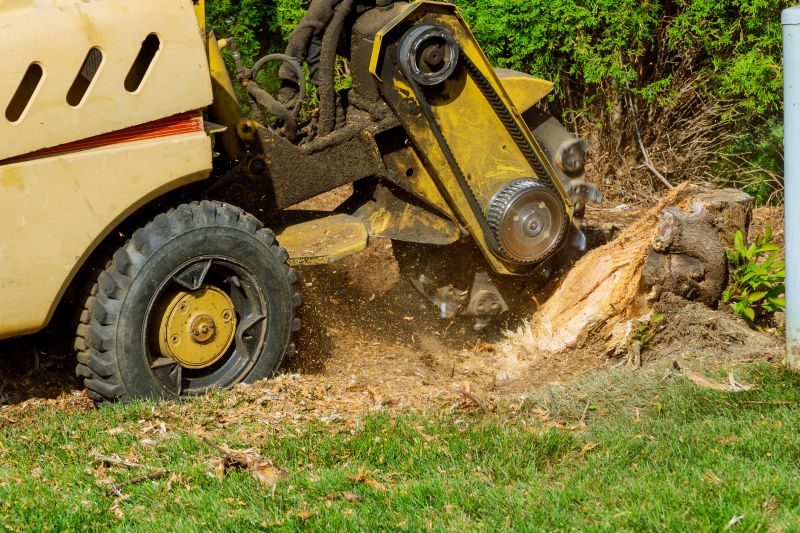 Tree Stump Grinding Costs — Cost of Tree Stump Grinding