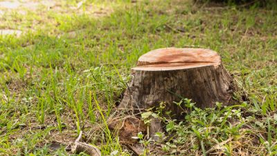 Remove an Unwanted Tree Stump!